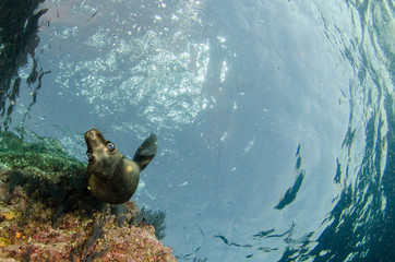 Californian sea lion (Zalophus californianus) swimming and playing in the reefs of los islotes in Espiritu Santo island at La paz,. Baja California Sur,Mexico.
