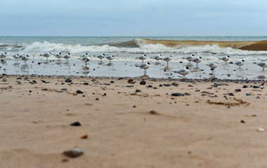 Seagulls fat on the sea coast. Waterfowl on the sea coast. Sea coast seagulls and stones.
