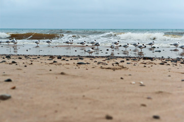 Fototapeta na wymiar Seagulls fat on the sea coast. Waterfowl on the sea coast. Sea coast seagulls and stones.