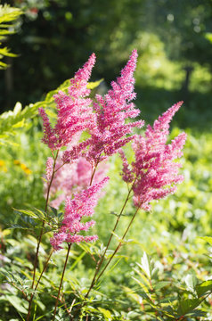 Flowering of pink astilba. Astilbe
