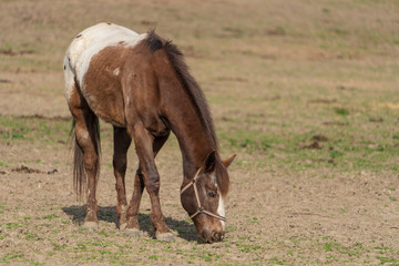 Pferd