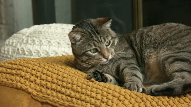chat en gros plan
