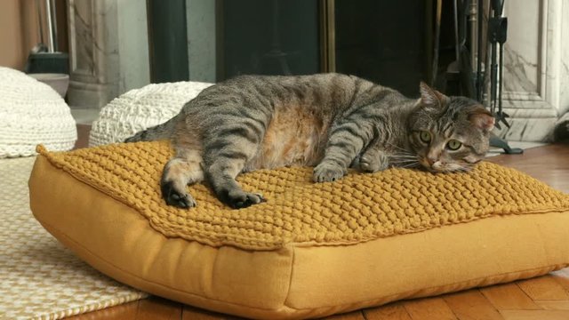 chat en gros plan
