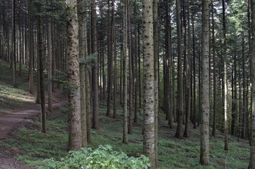 Fototapeta premium Natura paesaggi e monti 