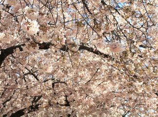 sakura in spring
