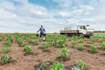 CABINDA/ANGOLA - 09 JUN 2010 - African farmer watering cabbage planting, Cabinda. Angola.