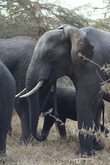 Fototapeta premium Elefant 2