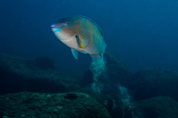 Fototapeta premium parrotfish, feeding in a shipwreck at night. reefs of the Sea of Cortez, Pacific ocean. Cabo Pulmo, Baja California Sur, Mexico.