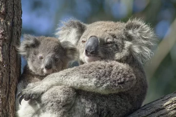 Lichtdoorlatende gordijnen Koala koala met baby Anna Bay, New South Wales, Australië.