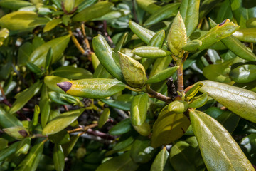 Grün im Schrebergarten