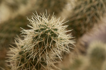 Cholla cactus, close-up