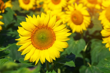 Field of blooming sunflowers as a background. Sunflower oil improves skin health and promote cell regeneration.