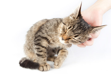 man stroking a tabby cat