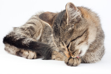 cute kitten licking paw