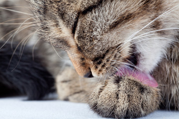 Fototapeta na wymiar cute kitten licking paw