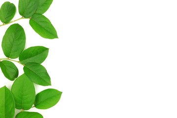 Vibrant green leaves on a white background. Top view side border. Minimal nature. Flat lay.