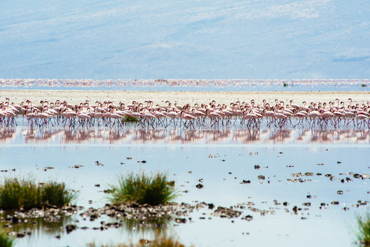 Herd of flamingos in lagoon, Tanzania