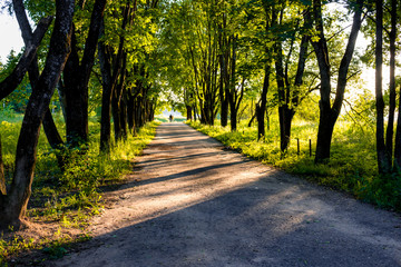 Beautiful maple alley in summer against the background of the evening sun