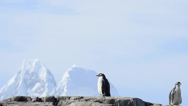 Gentoo Penguins on the bech