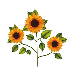Obraz premium cute sunflower flower with leafs decorative