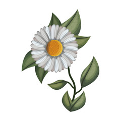 cute daisy flower with leafs decorative