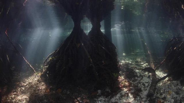 Beams of Light and Shadows in Raja Ampat Mangrove Forest