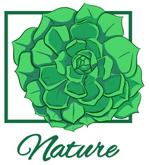 Vector card green echeveria plant in square frame