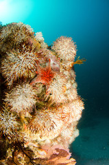 Coral reef scenics of the Sea of Cortez, Baja California Sur, Mexico.  © leonardogonzalez