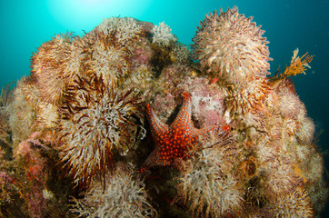 Coral reef scenics of the Sea of Cortez, Baja California Sur, Mexico. 