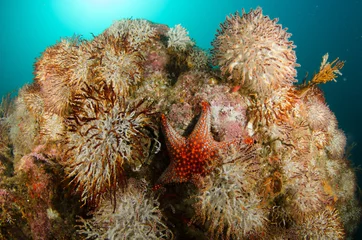 Coral reef scenics of the Sea of Cortez, Baja California Sur, Mexico.  © leonardogonzalez