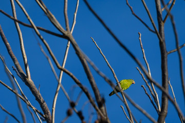 Green parakeet perched in a tree with bare branches against a blue sky
