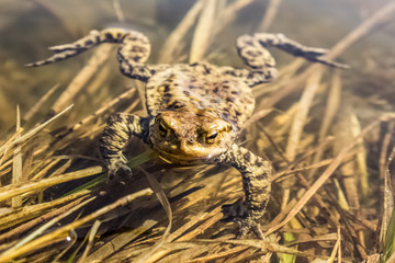 Frog animal close portrait near bod