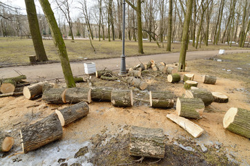 Obraz premium Cleaning the Park.Old trees are being cut down.