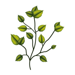plant branch with leaves