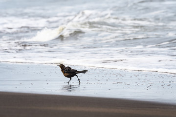 Brown bird running along the beach in front of crashing waves
