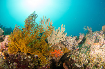 Naklejka na ściany i meble Coral reef scenics of the Sea of Cortez, Baja California Sur, Mexico. 