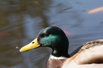 Wild duck on spring background, duck in the wild.