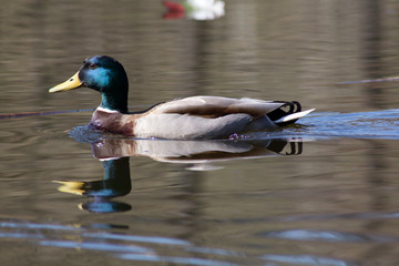 Wild duck on spring background, duck in the wild.