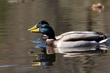 Wild duck on spring background, duck in the wild.