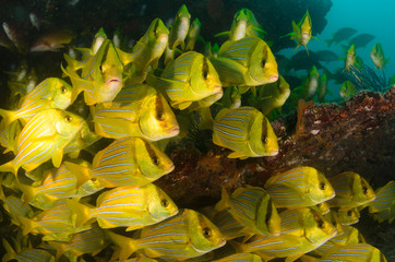 Fototapeta premium Panamic porkfish (Anisotremus taeniatus),colorful yellow fish in a school, baitball or tornado, the Sea of Cortez. Cabo Pulmo, Baja California Sur, Mexico. 