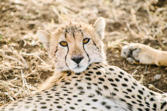 Cheetah Resting 