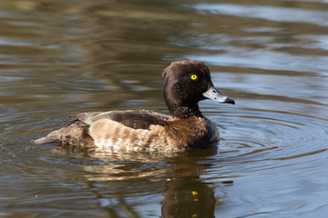 Wild duck on spring background, duck in the wild.