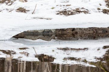 Obraz premium Partially frozen forest river at spring in Finland