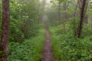 Straight Trail in the Fog
