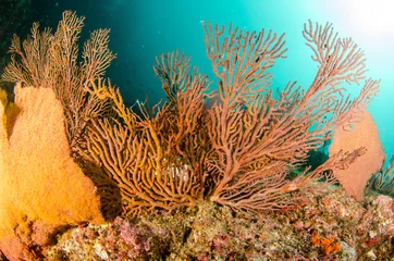 Coral reef scenics of the Sea of Cortez, Baja California Sur, Mexico.  © leonardogonzalez