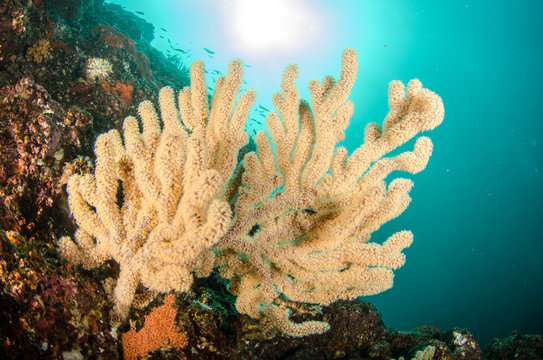 Coral reef scenics of the Sea of Cortez, Baja California Sur, Mexico. 