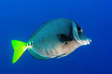 Fototapeta premium (Prionurus punctatus) Yellowtail Surgeonfish. reefs of the Sea of Cortez, Pacific ocean. Cabo Pulmo, Baja California Sur, Mexico.