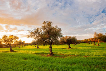 Sunset in olive field, Badajoz, Spain. © Aníbal Martel