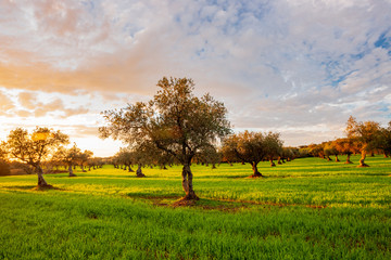 Sunset in olive field, Badajoz, Spain.