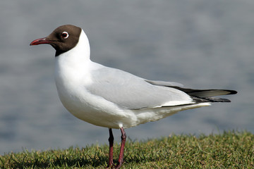 Black-headed gulls (Chroicocephalus ridibundus) in adult summer plumage against blue water background